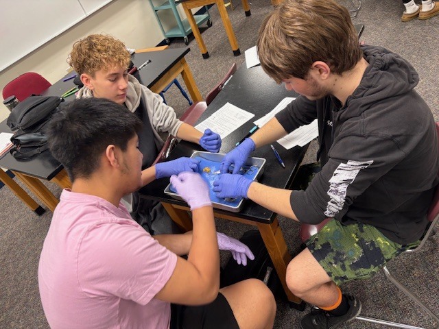 Plants  & Animals Class