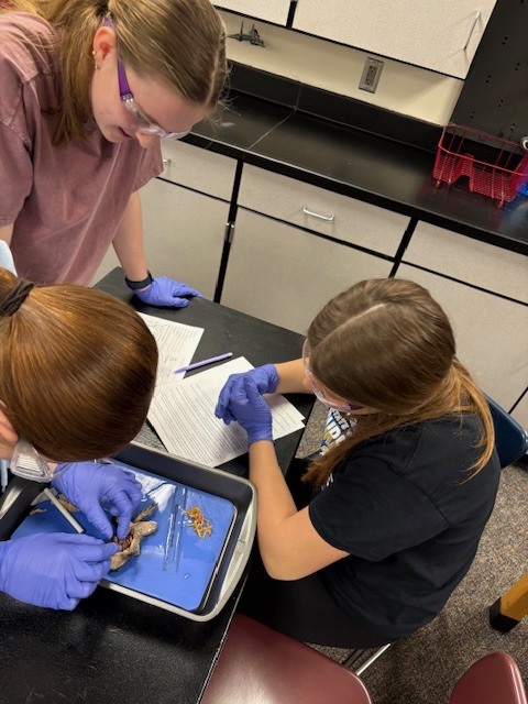 Plants  & Animals Class