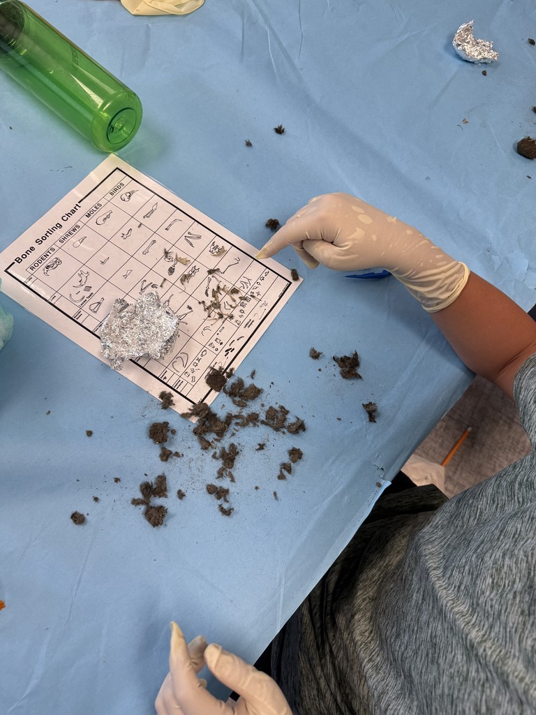 owl pellets