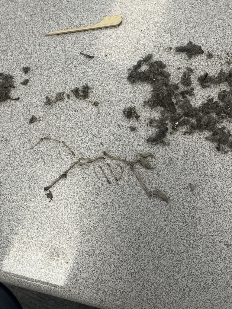 owl pellets