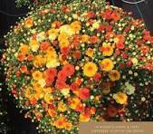 Candy Corn Mum