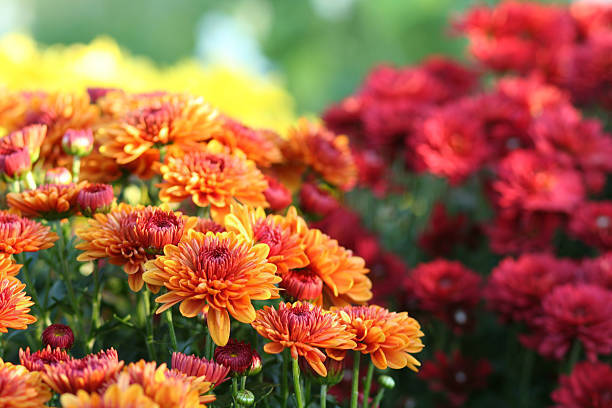 Plant Sale