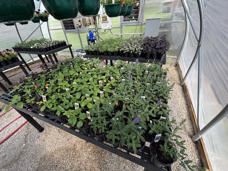ffa plant sale