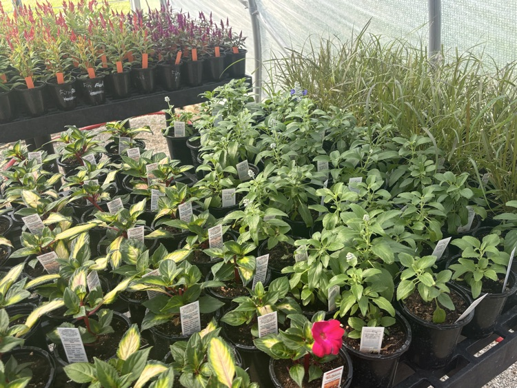 ffa plant sale