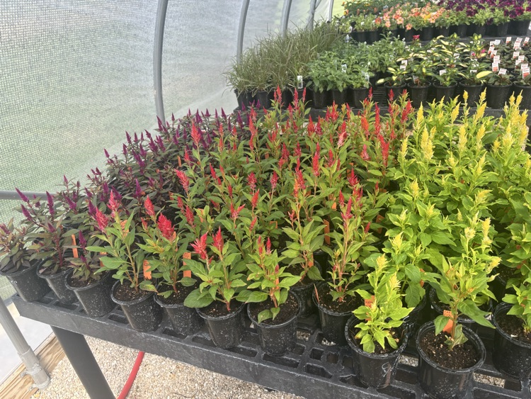 ffa plant sale