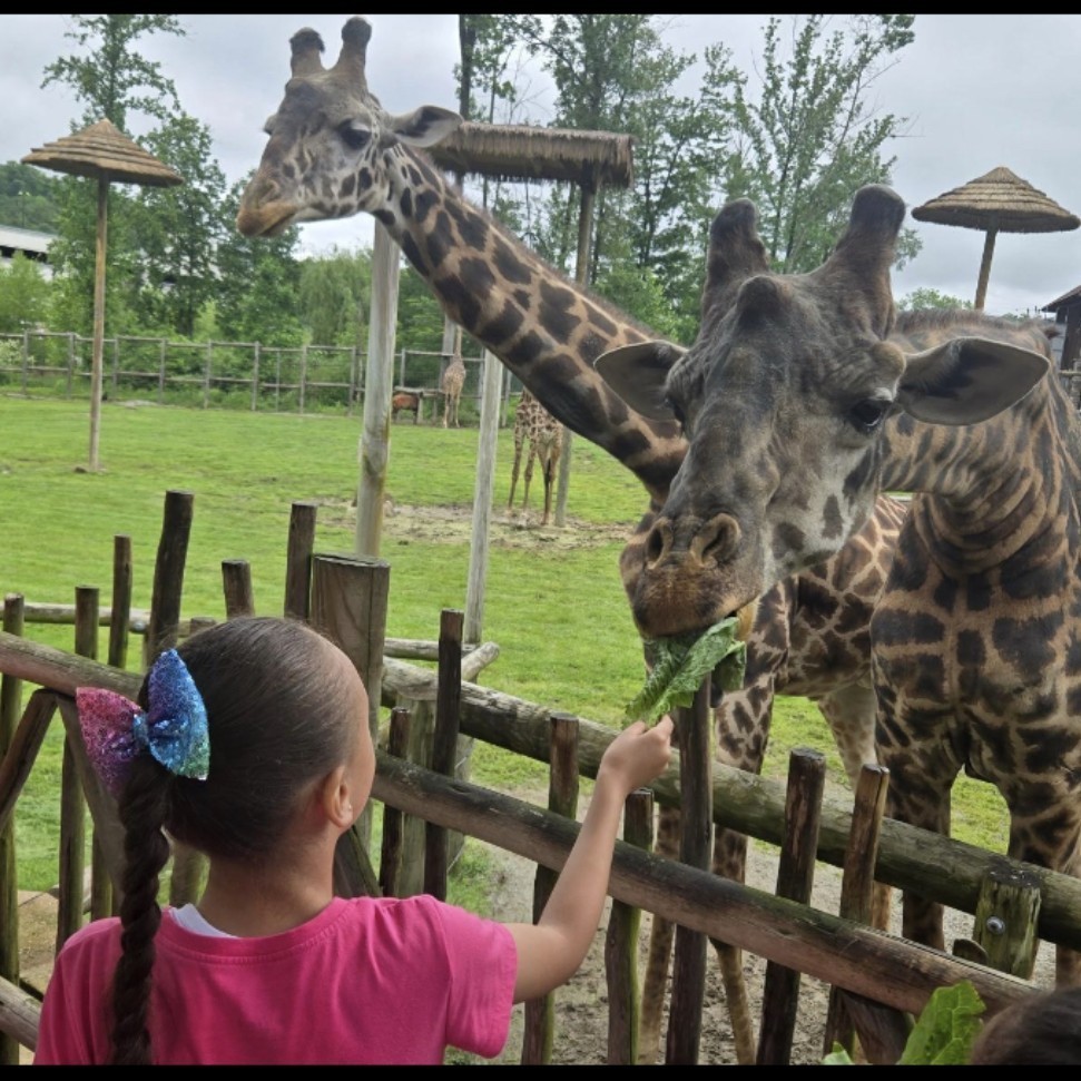 zoo