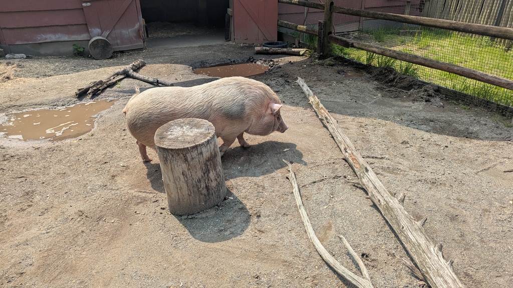 Hello Mr. Pig! 