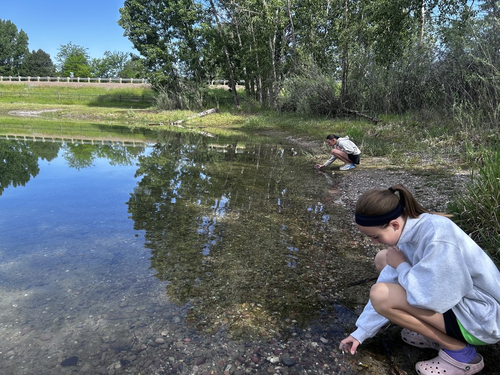 Releasing baby trout