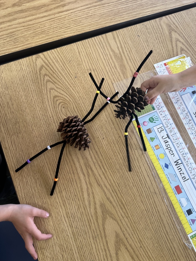 Pinecone spiders 