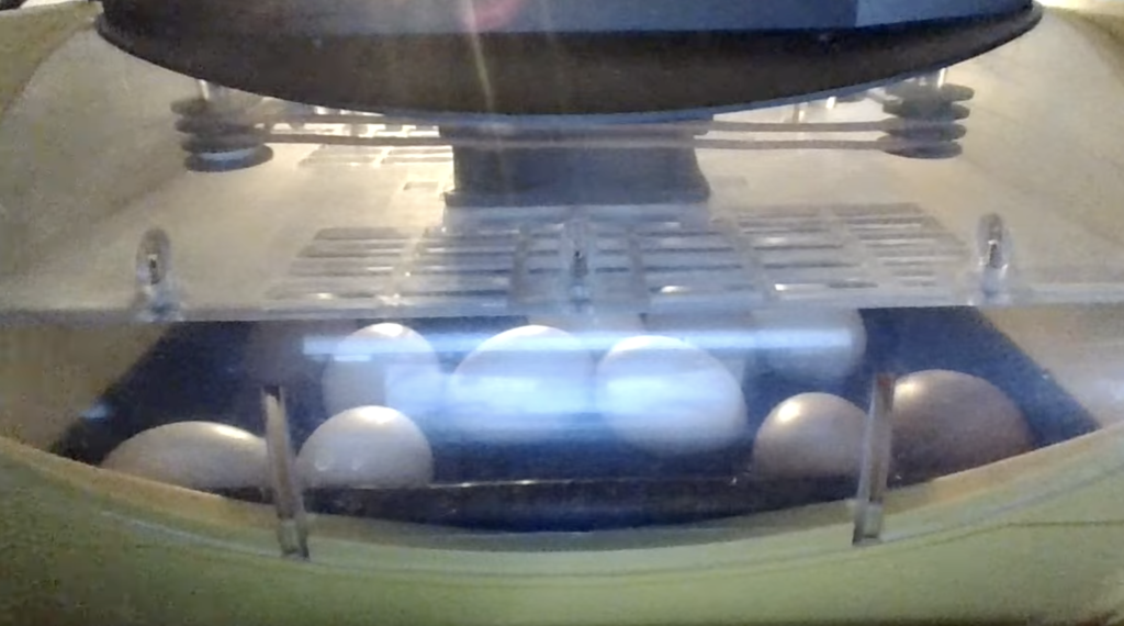 Barker's livefeed image