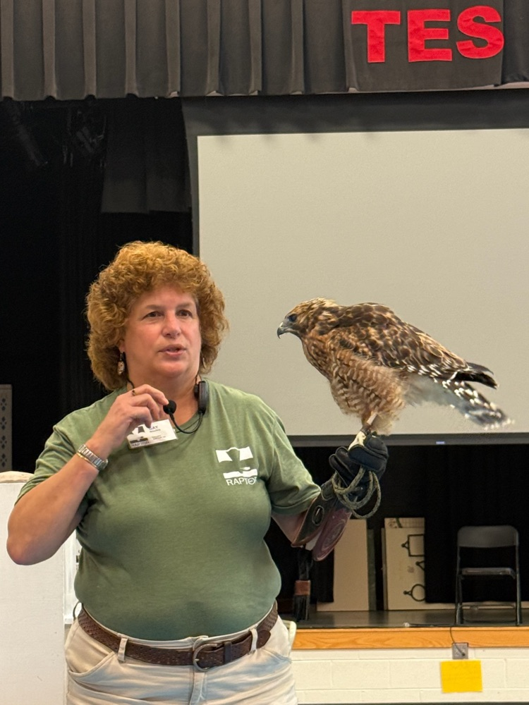 falcon