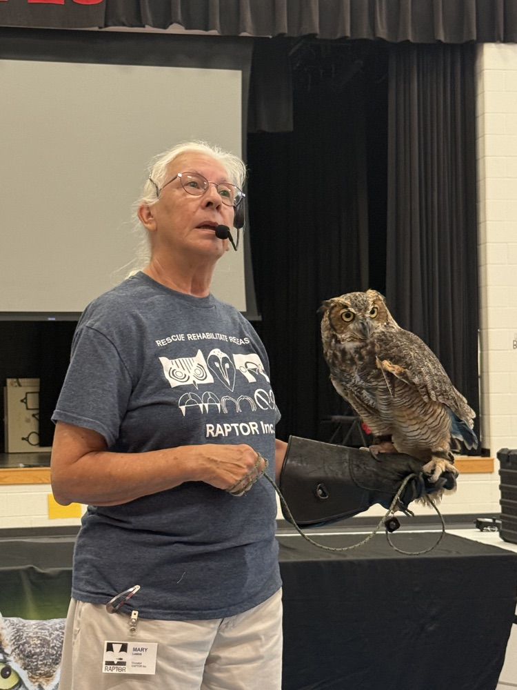 hawk