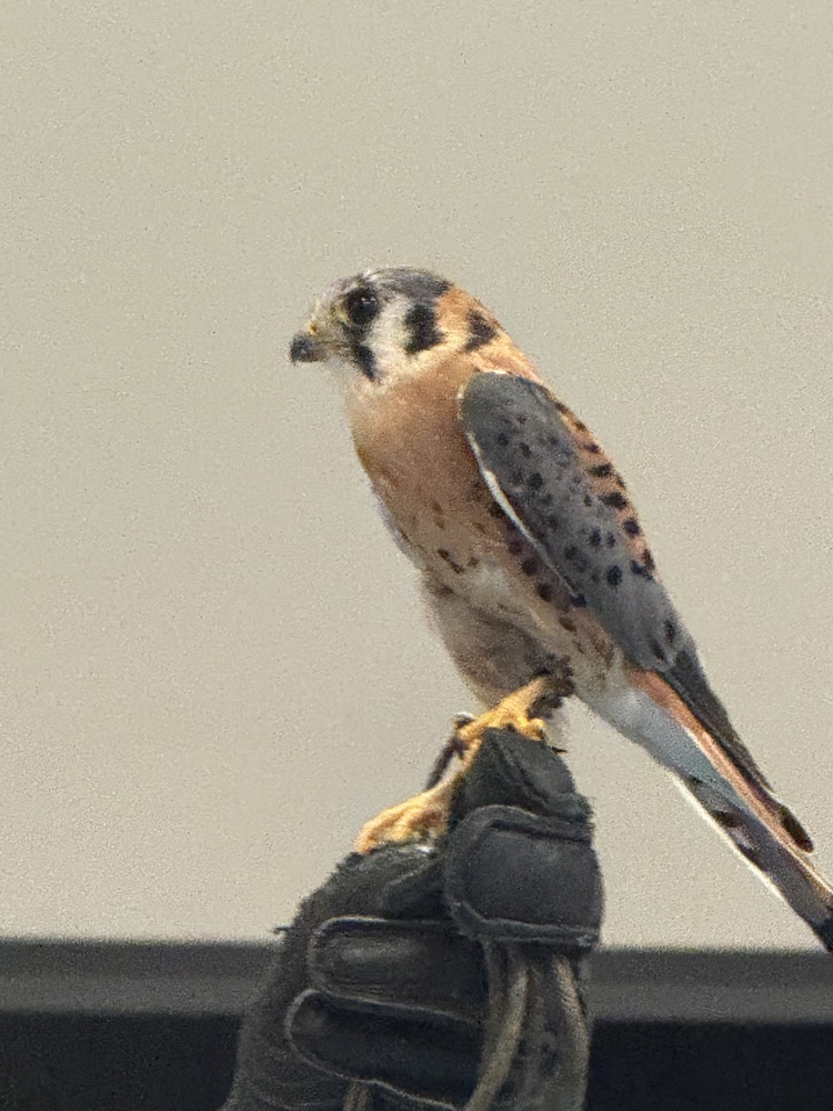 falcon