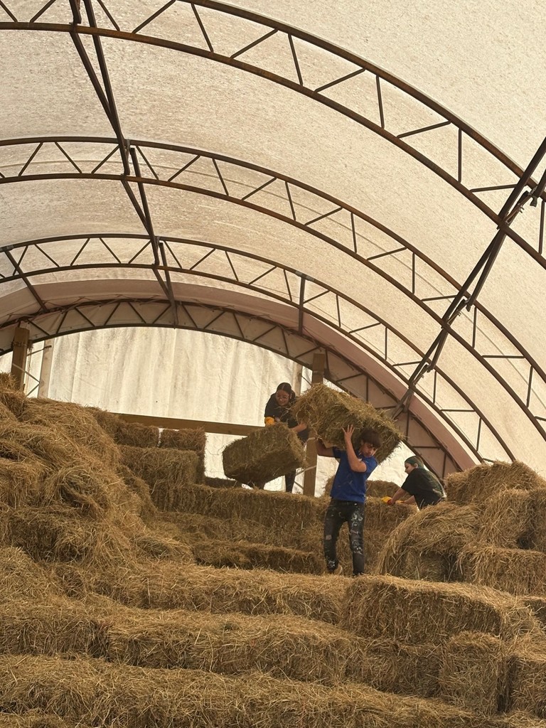 Moving hay from the barn
