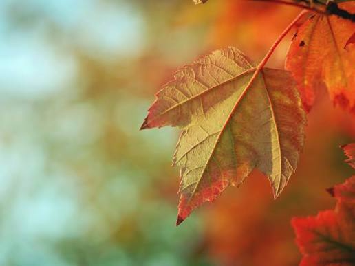Single fall leaf having from a branch
