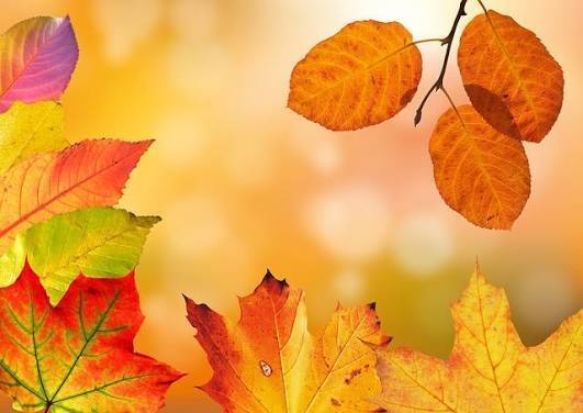 Fall leaves