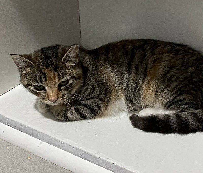 Community Cat Club Grand Opening