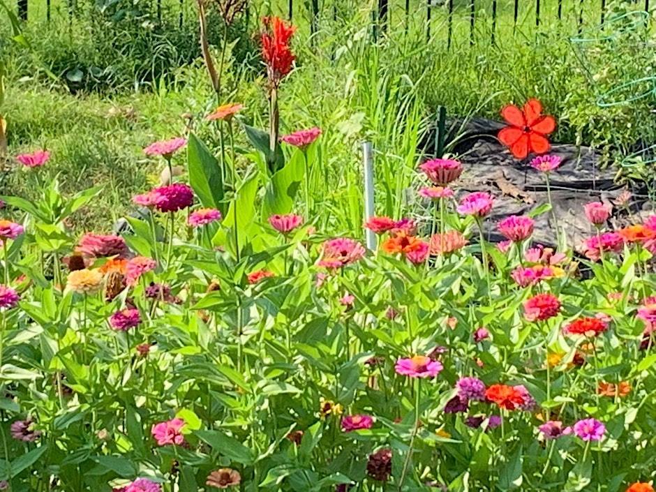 Pollinator garden