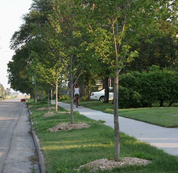 Street trees