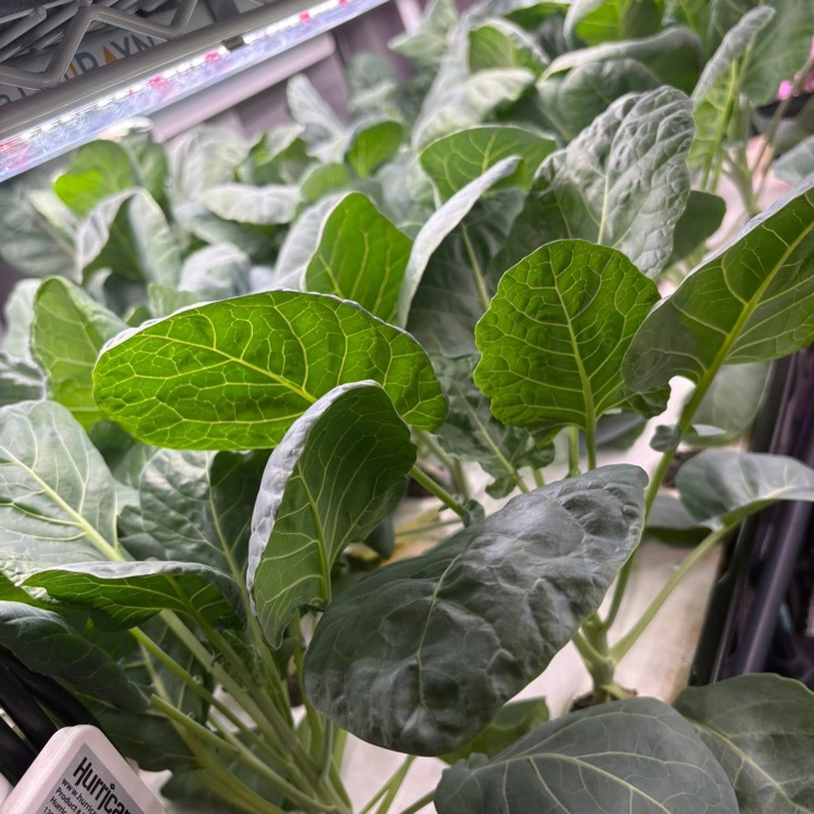 plants