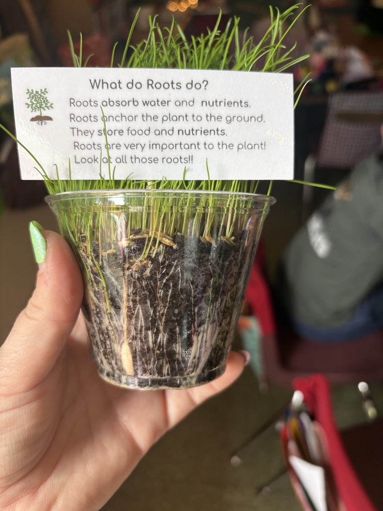 picture of a cup with grass growing 