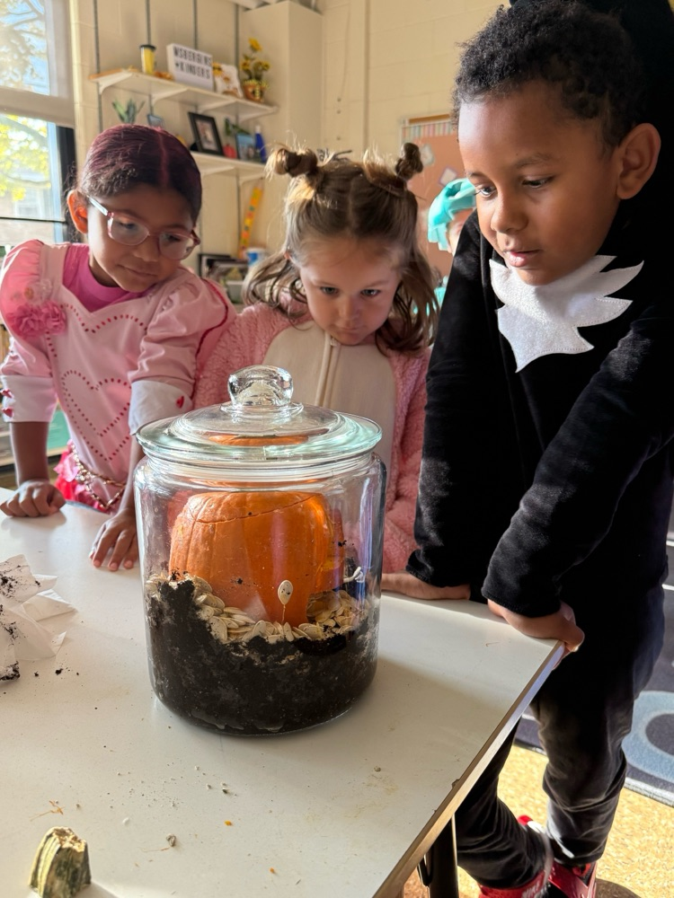 students looking at their pumpkin in the jar