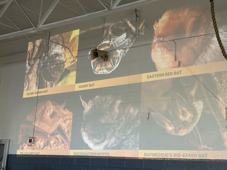 slide of different bats