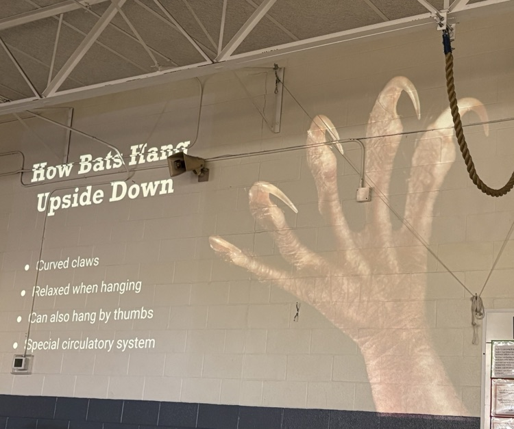 slide about how bats hang