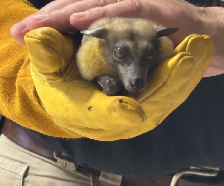 one of the bats in the caretaker’s hand