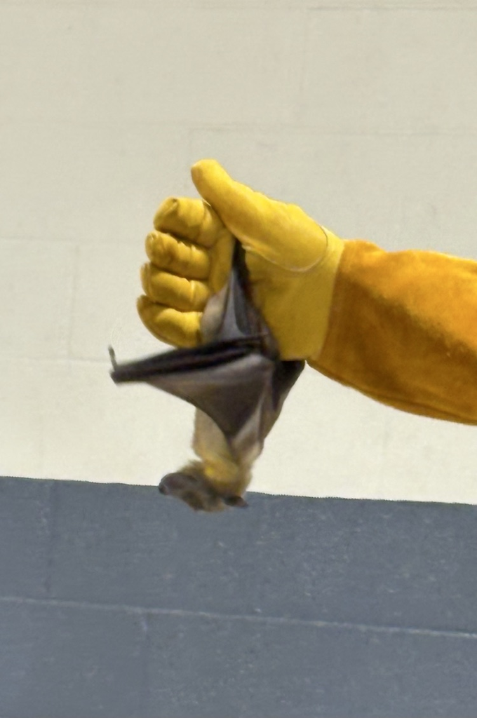 the bat hanging upside down from the caretaker’s hand