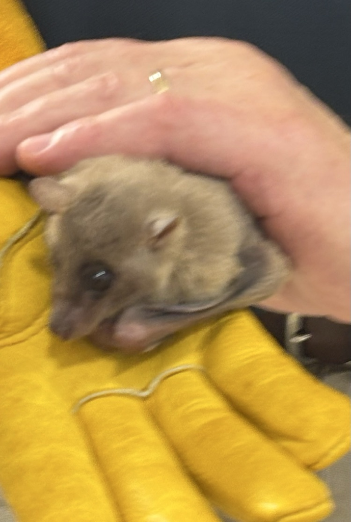 the bat in the caretaker’s hand 