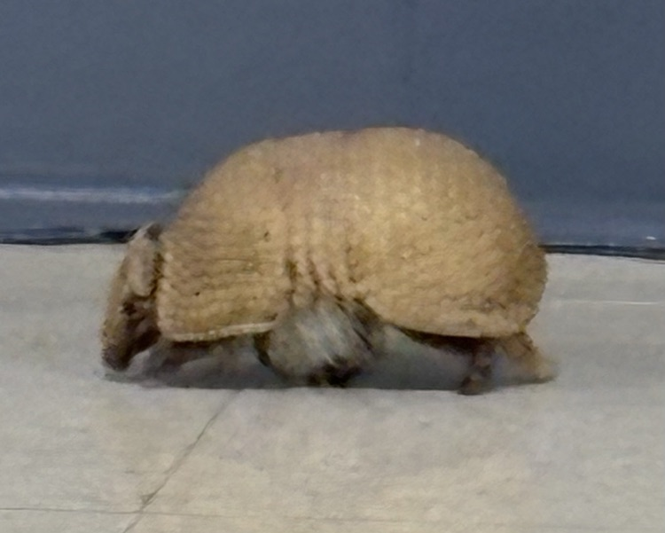 armadillo on the floor