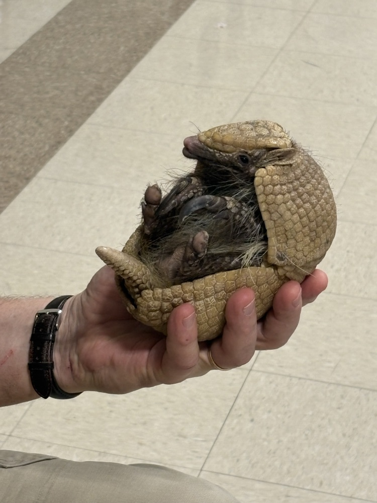 armadillo in the caretaker’s hand 