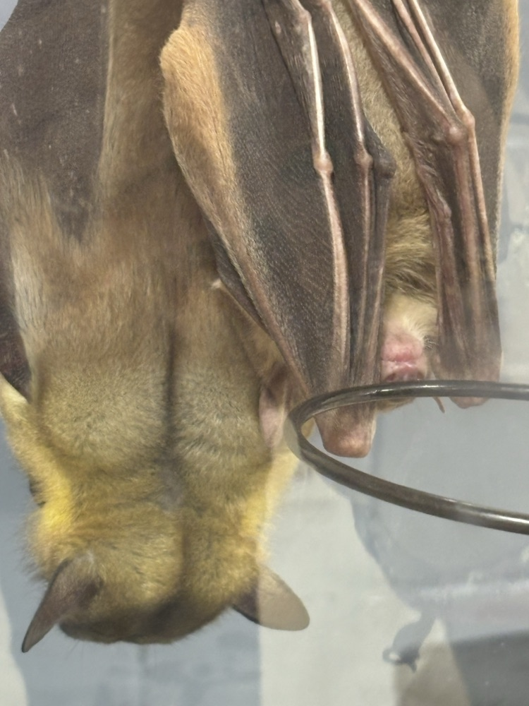 the bat hanging upside down 