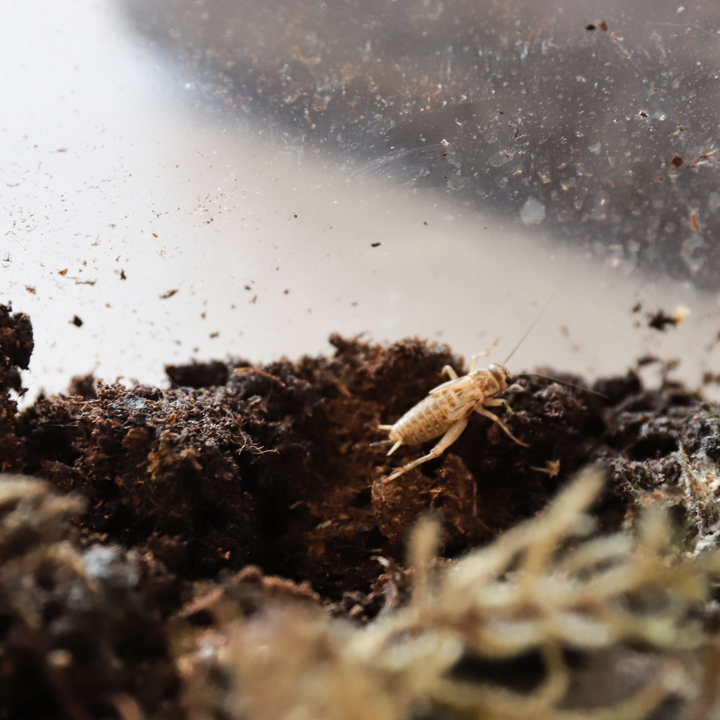 Live organisms in class terrarium