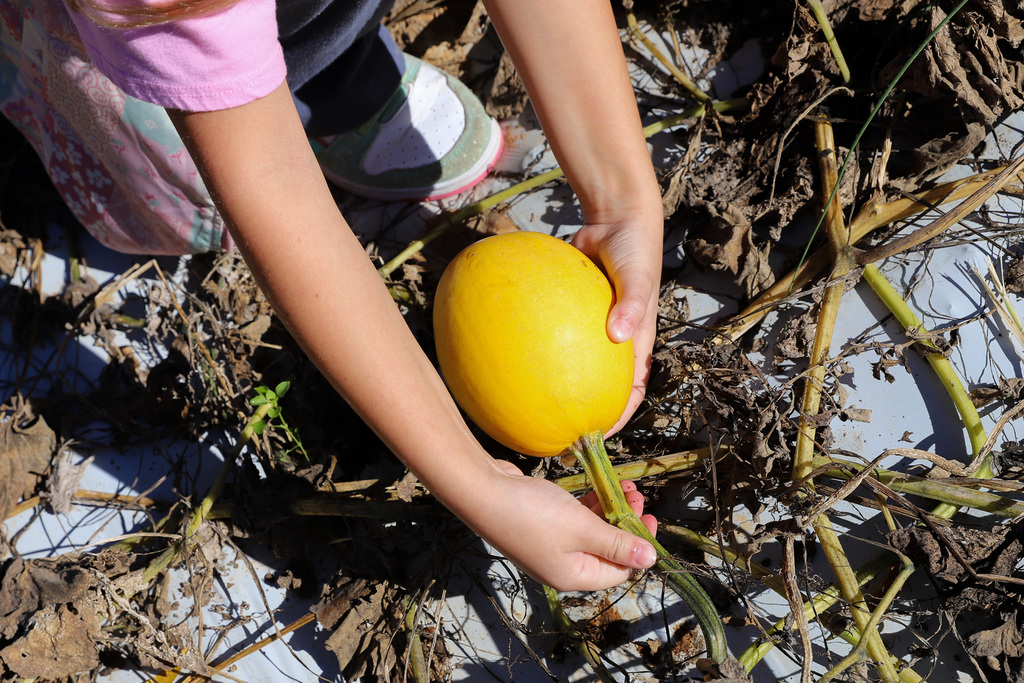 Picking a winter squash