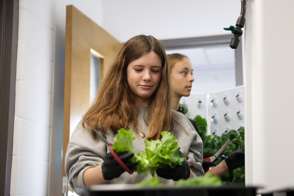 BGHS students harvesting lettuce