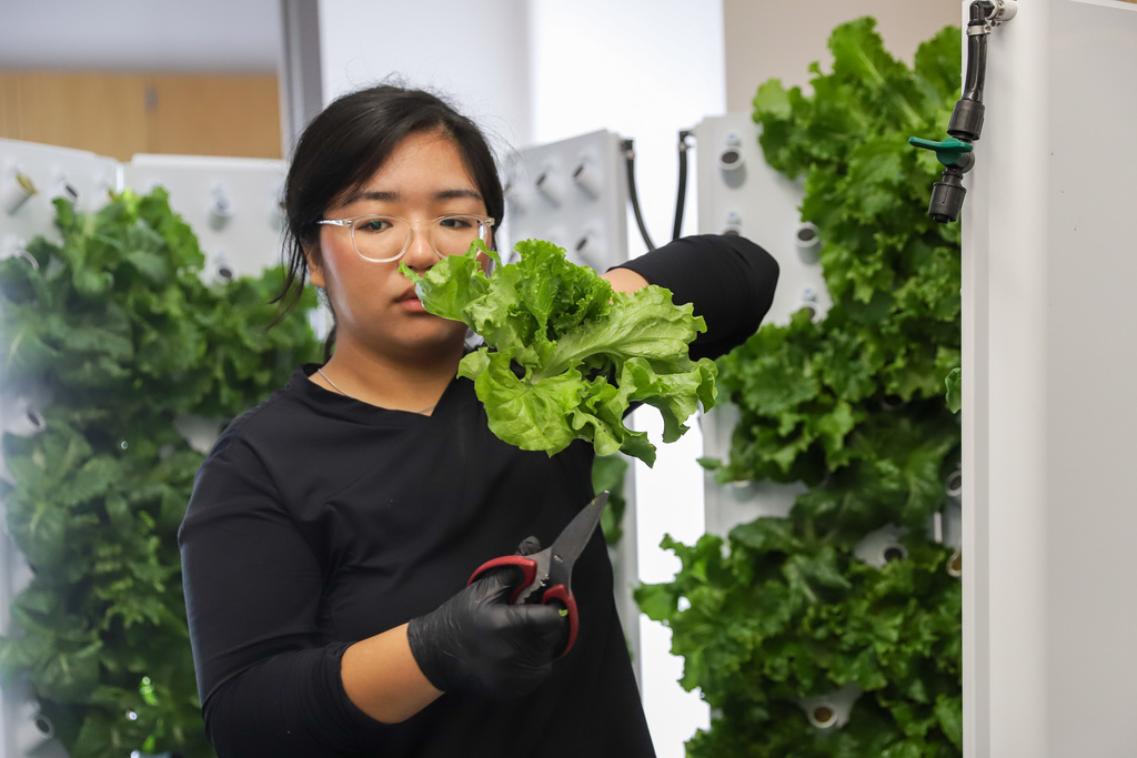 BGHS students harvesting lettuce