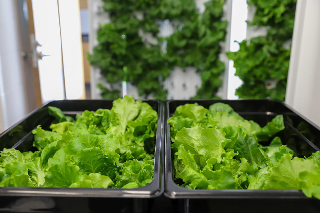 Lettuce grown at BGHS to be used for school lunch