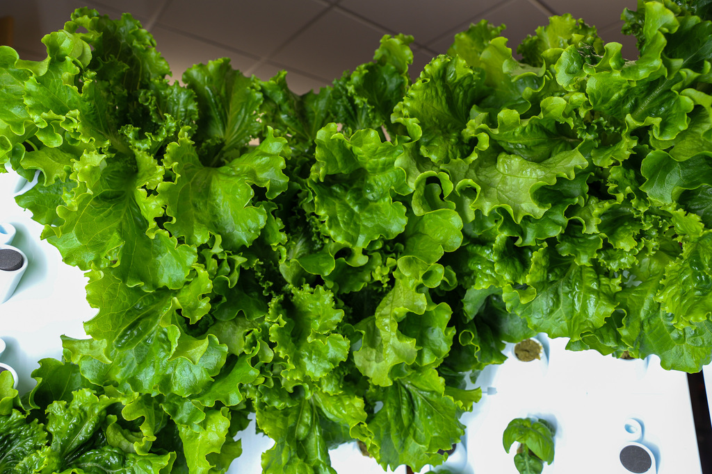 Lettuce growing at BGHS