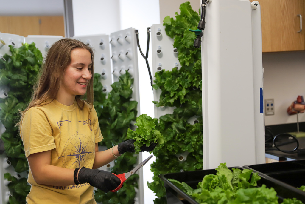 BGHS students harvesting lettuce