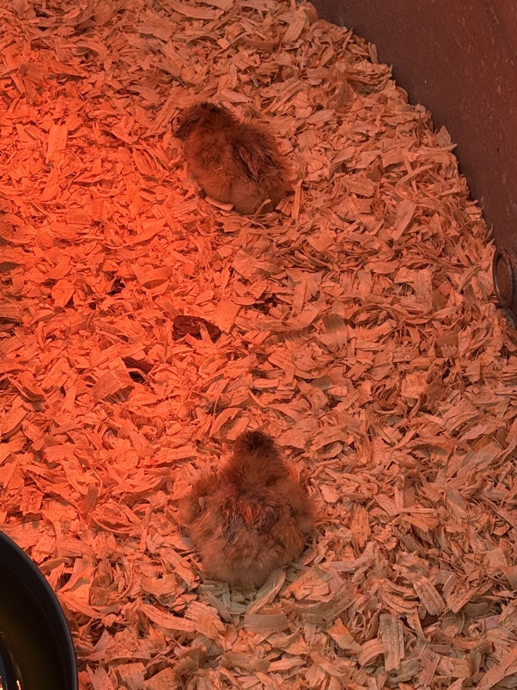 chicken