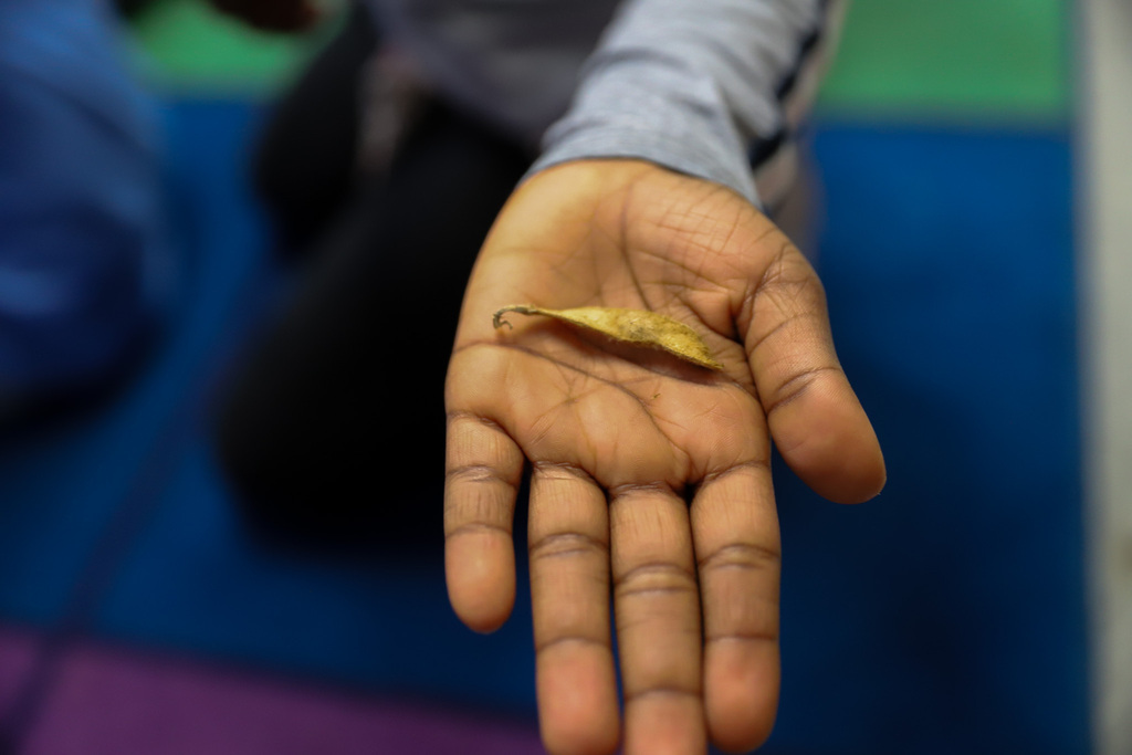 A soybean pod in students hand