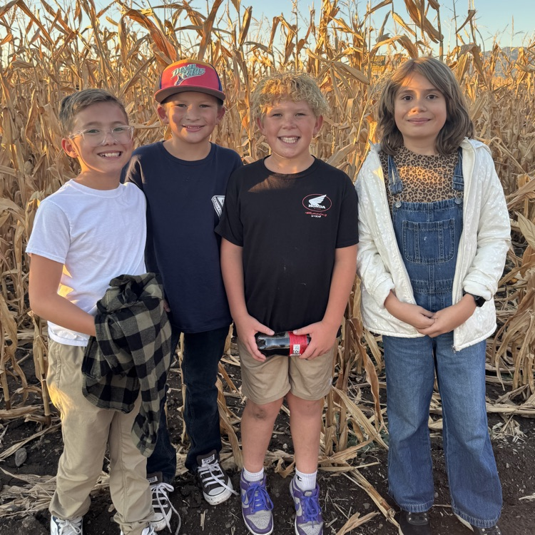 corn maze