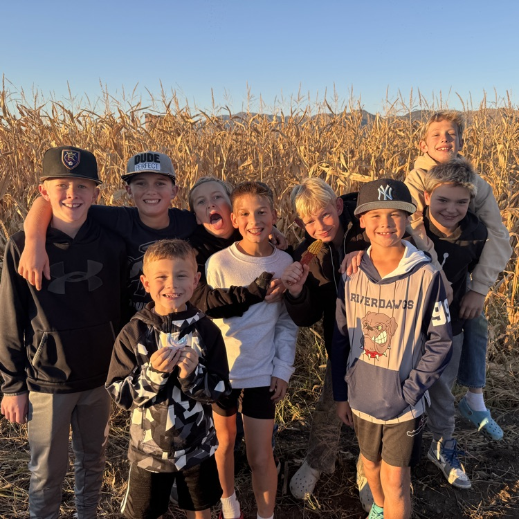 corn maze