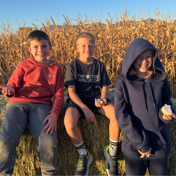 corn maze