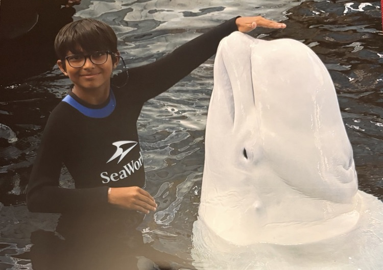 whale