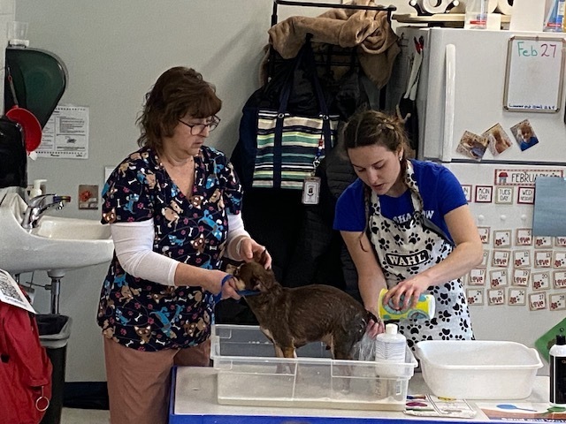 Fun with Alexis Bielas learning how to properly groom a dog.