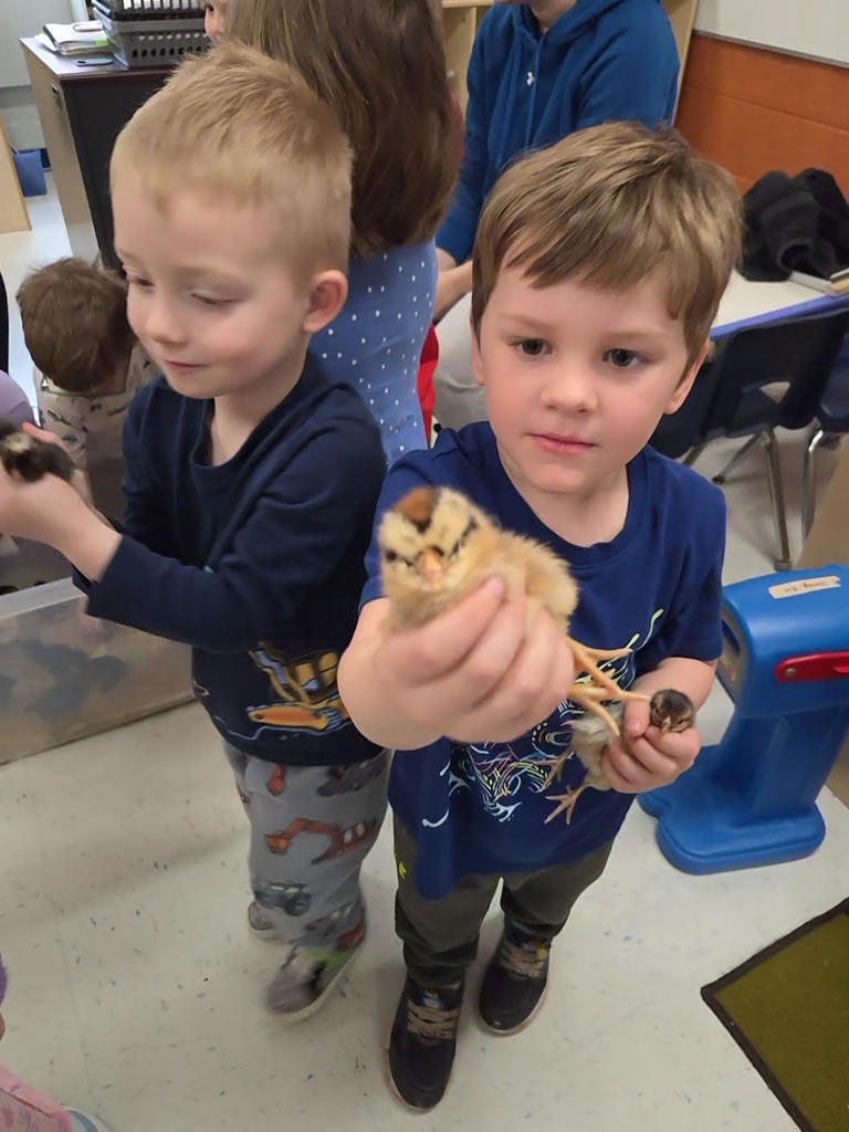 Chickens, turkeys, and duck visit Mrs. Ashley's room!