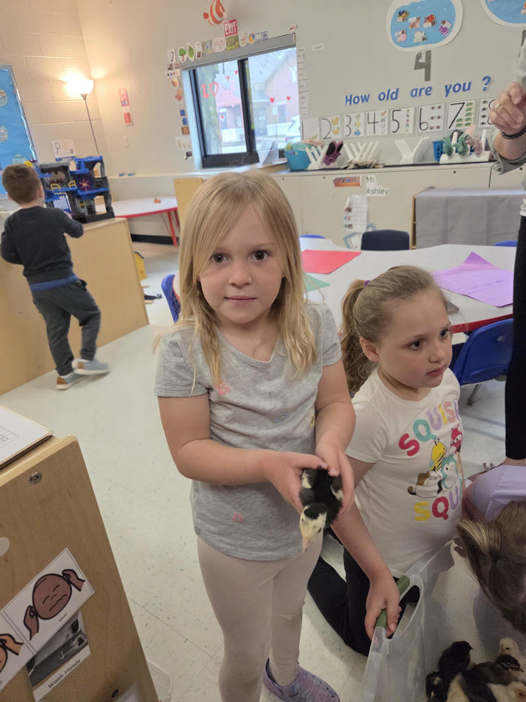 Chickens, turkeys, and duck visit Mrs. Ashley's room!